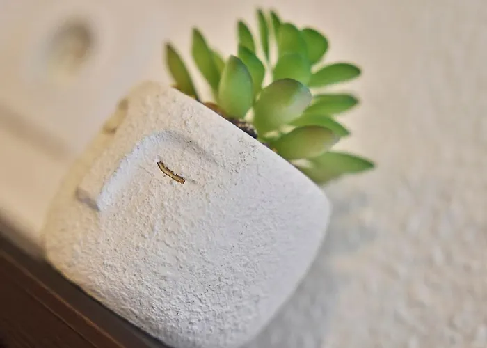 Les Deux Estrades Confort, Panache Et Netflix 绍莱